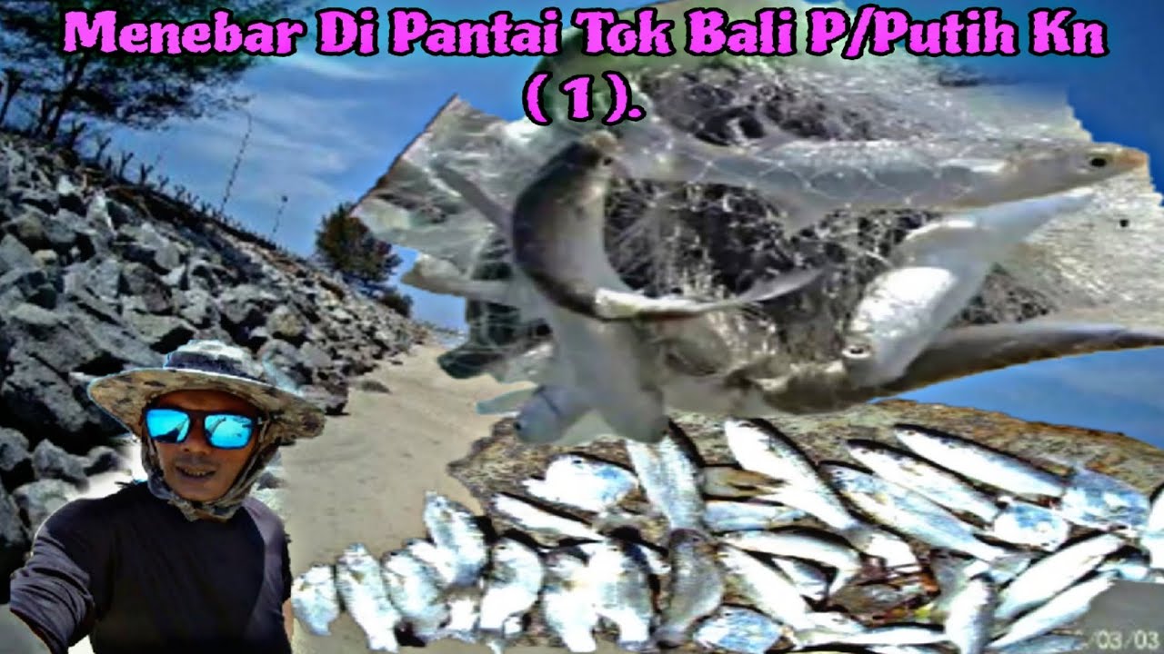 Castnet/Fishing, Menebar Di Pantai Tok Bali P/Putih Kn. ( 1 )