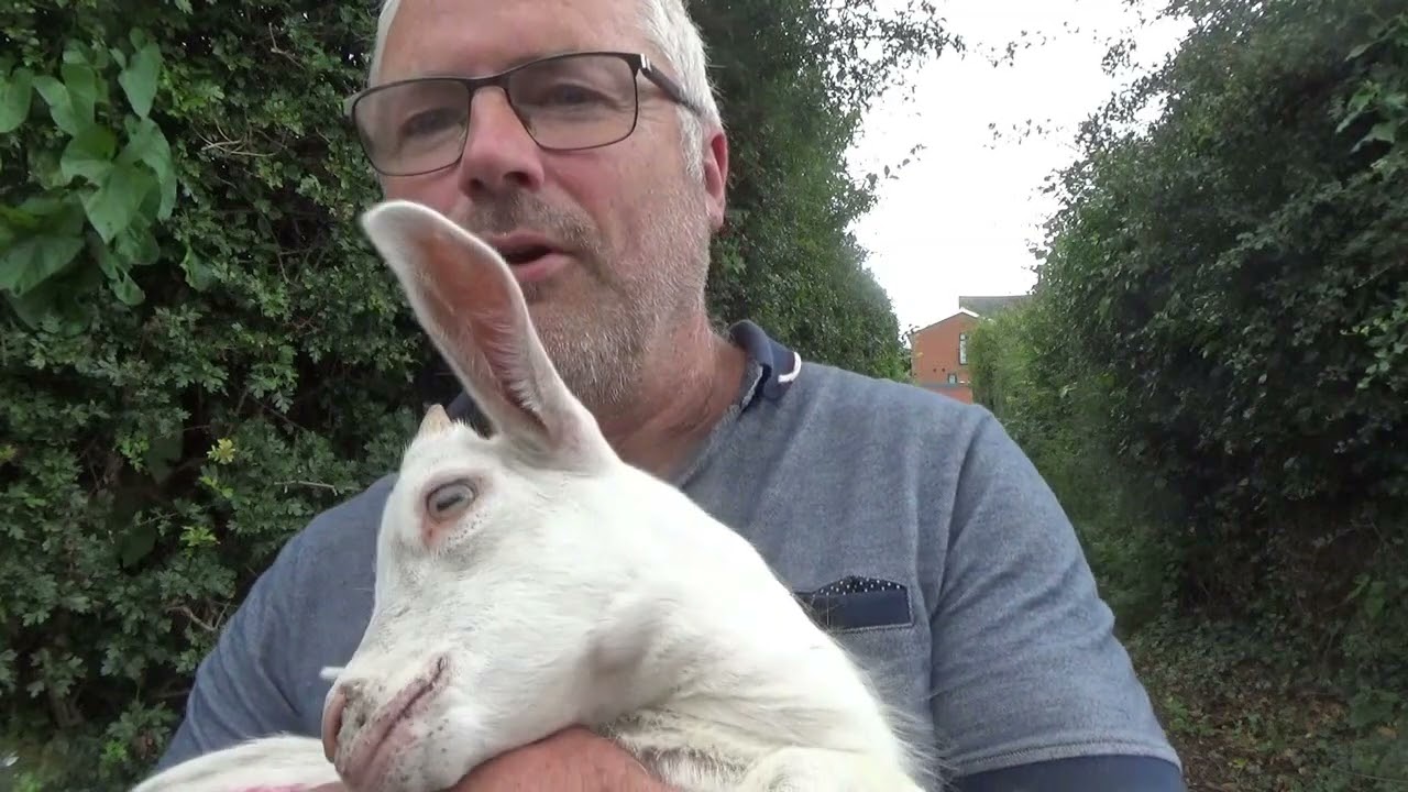 How to treat Orf in goats