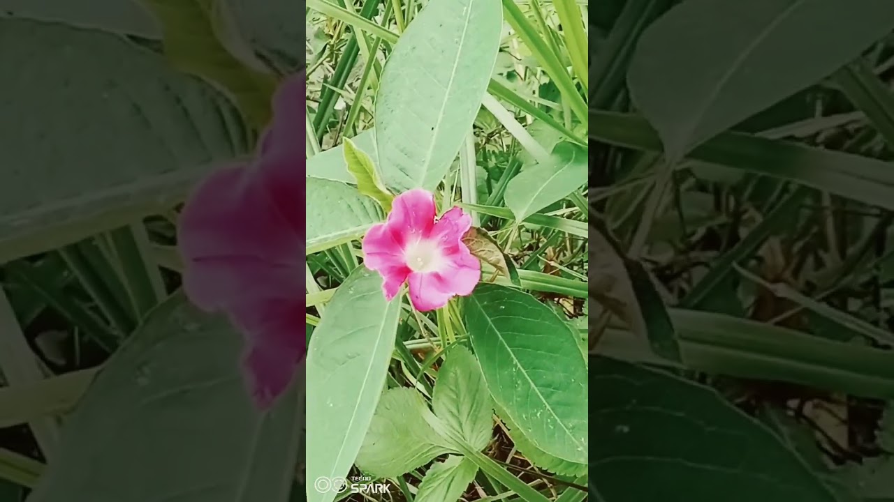 #Japanese morning gloryPlant#Ipomoea#flowers