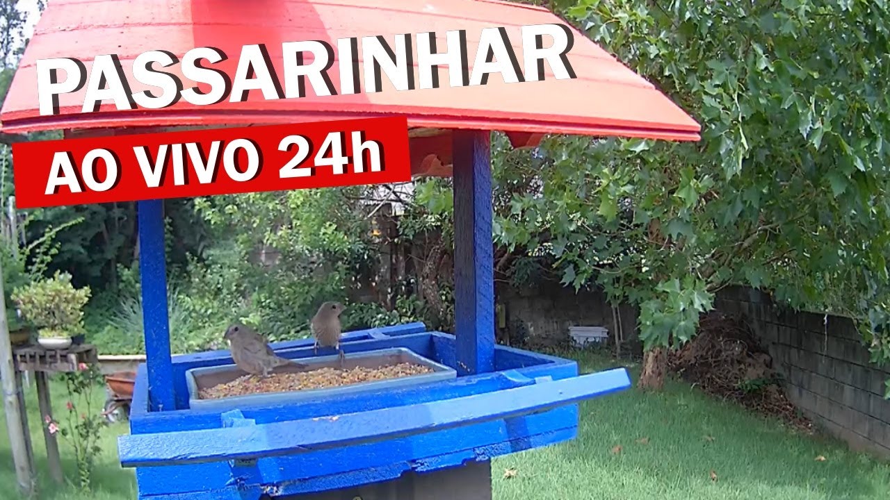 C&acirc;mera ao vivo - Passarinhar ao vivo #cameraaovivo #passarinhar #passarinhar