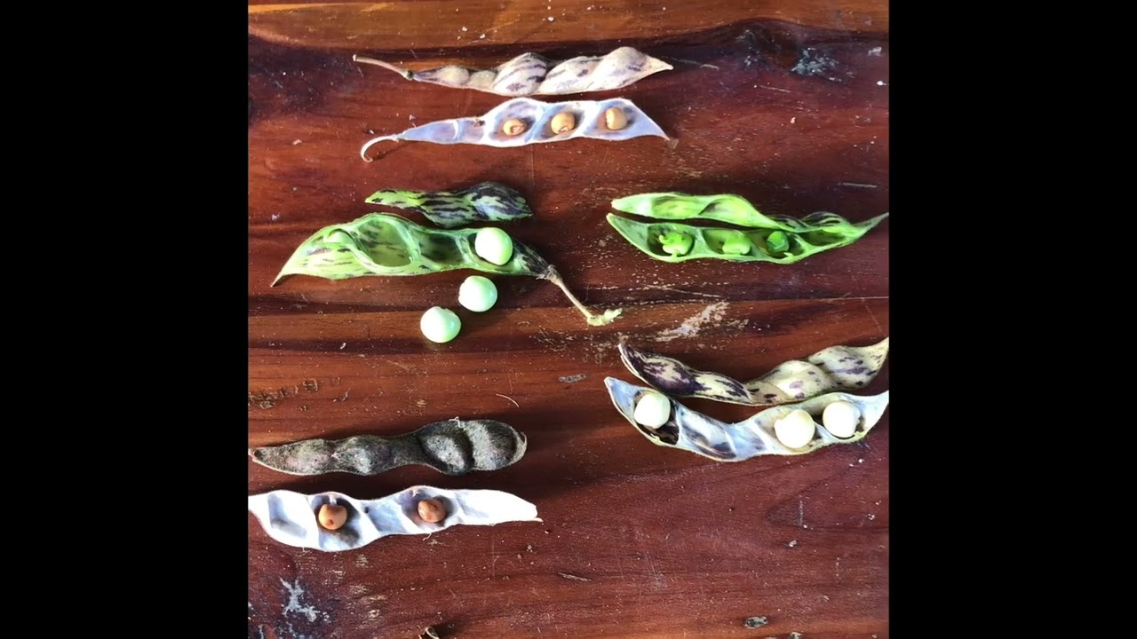 When do you harvest Pigeon Peas?