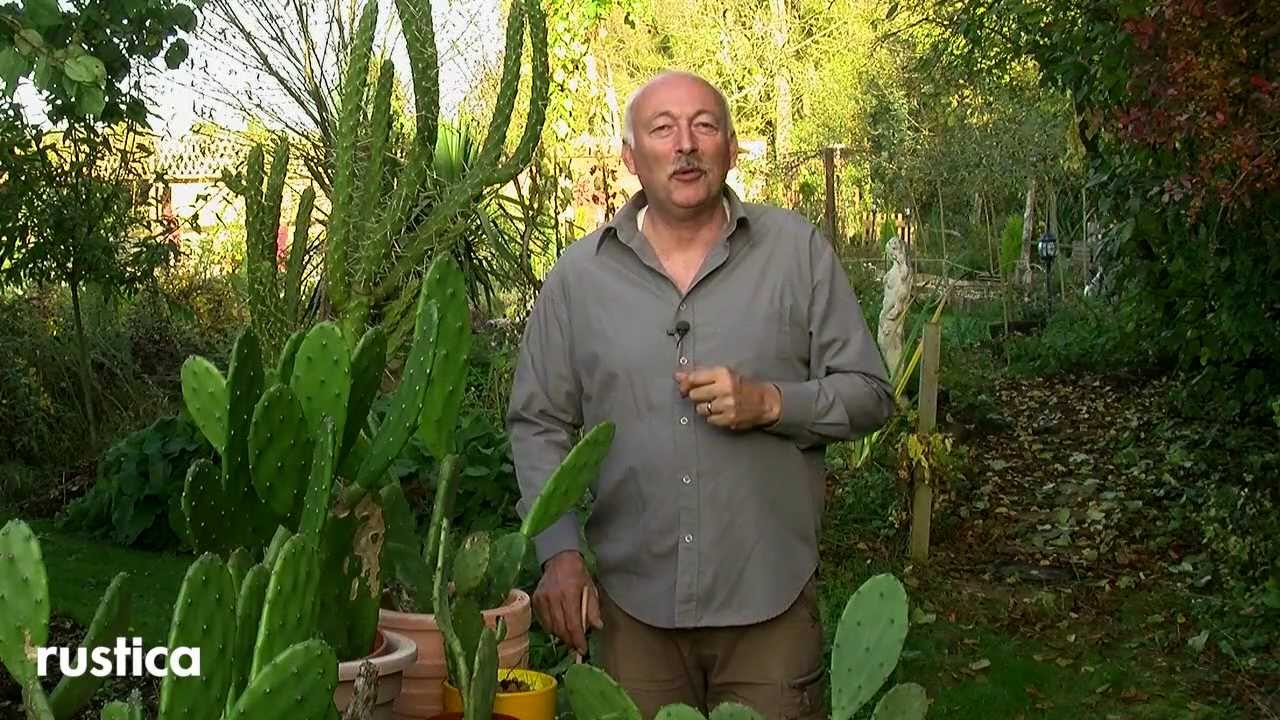 L'hivernage des cactées 🌵