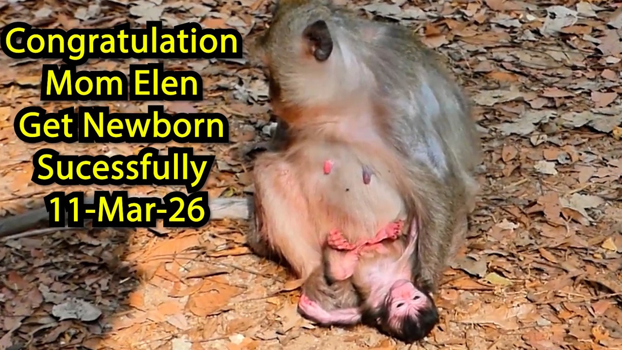 congratulation Mom Elen get Newborn sucessfull in Wildlife , Amber group !