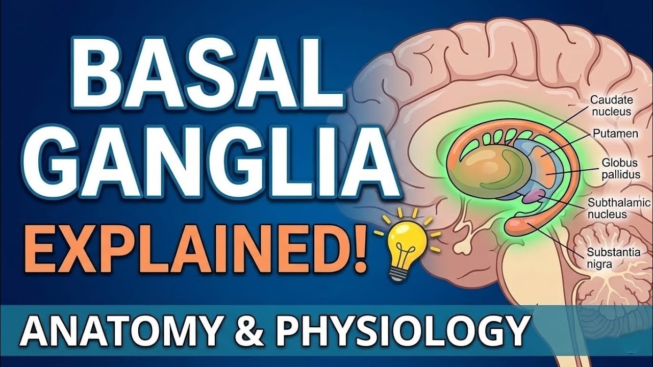 Basal Ganglia Explained | Anatomy, Physiology & Clinical Relevance (English)