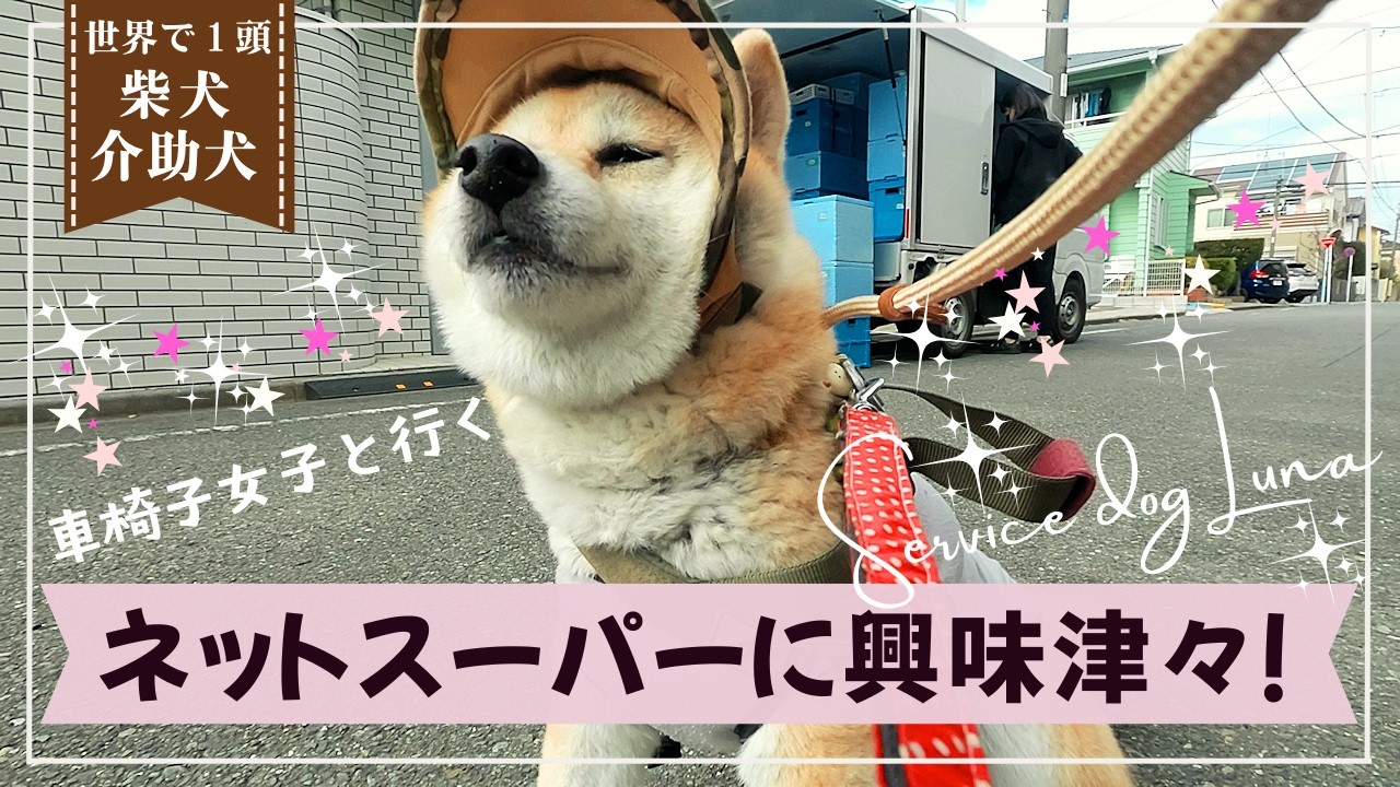 【世界で1頭】柴犬介助犬「お仕事見学」ネットスーパーの配達に興味を持つ介助犬るな