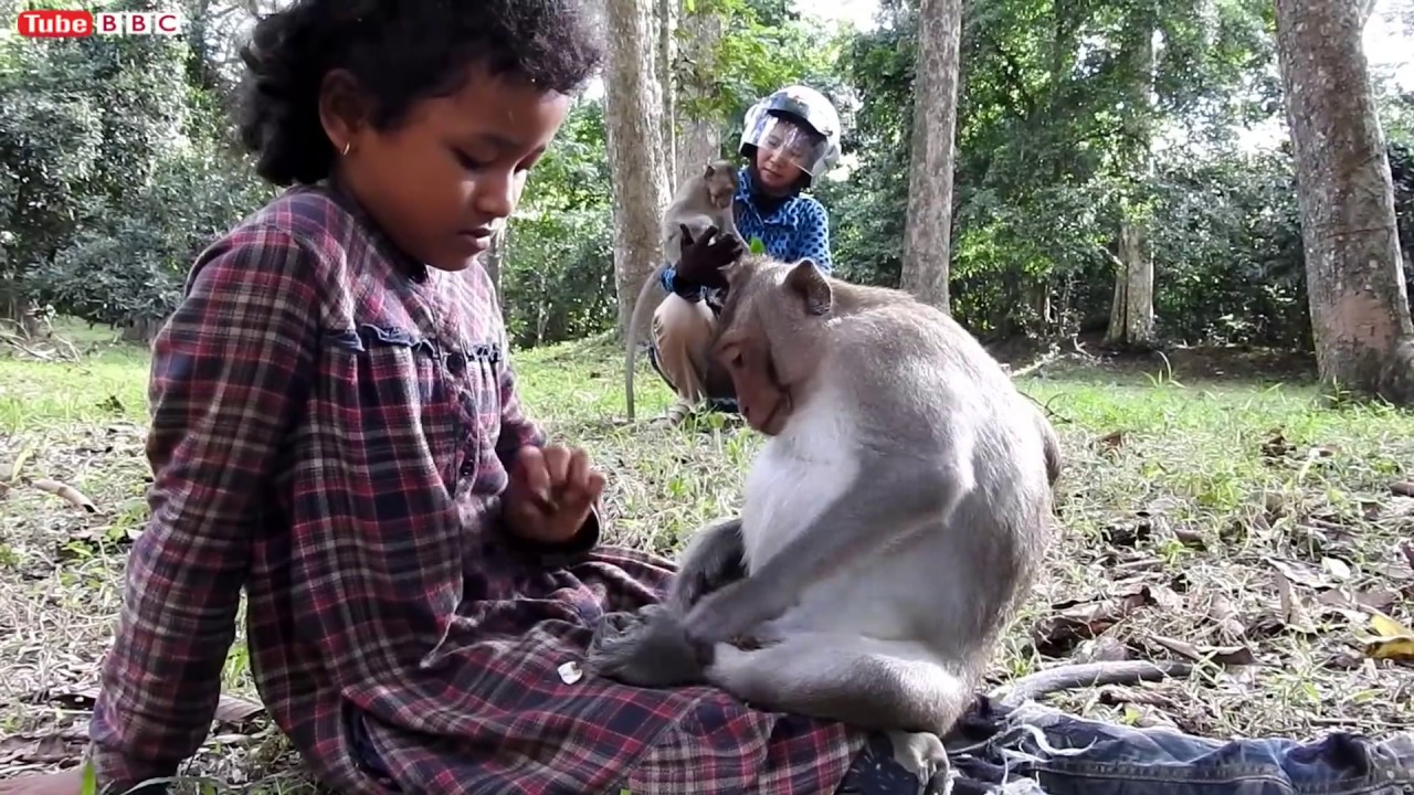 WOW! Amazing Monkey picking lice from girl hair