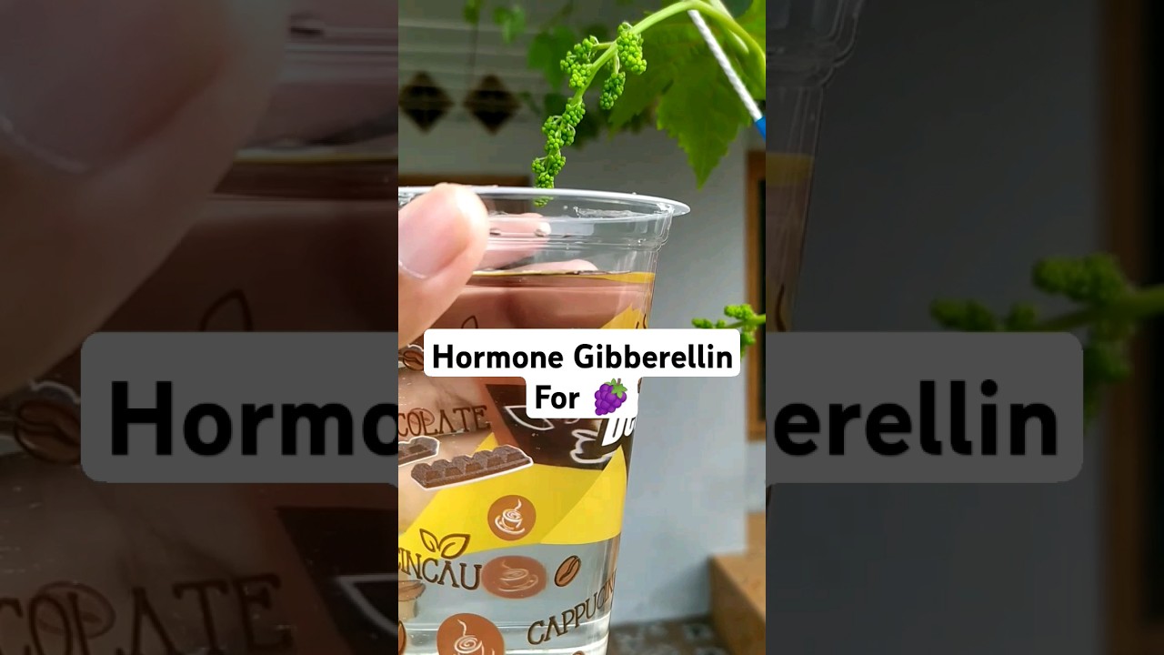 Gibberellin hormones for grapes 🍇