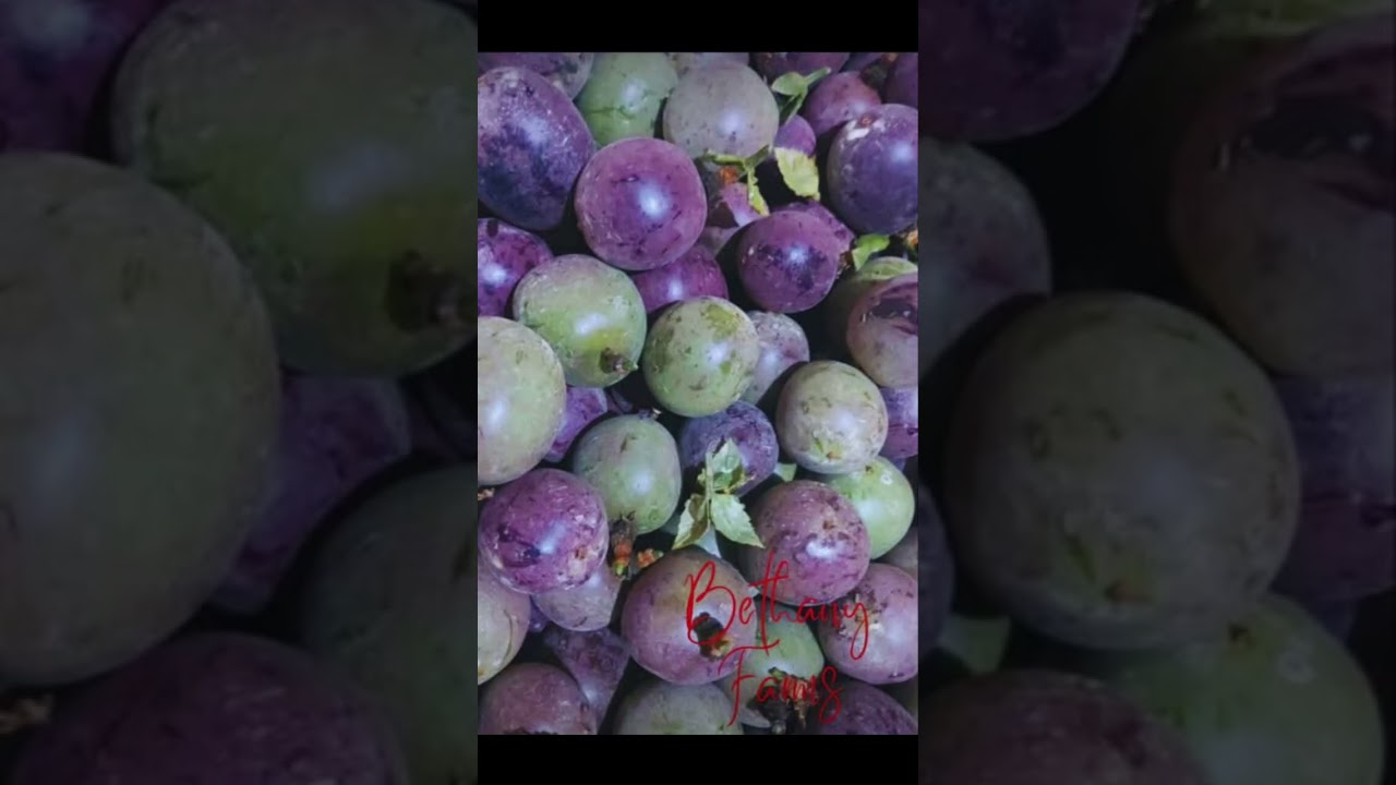 MAKE MONEY FROM PASSION FRUIT FARMING