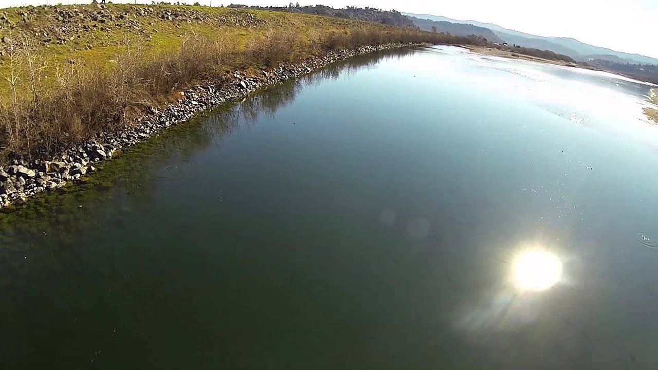 Hundreds of steelhead in the Eel River 