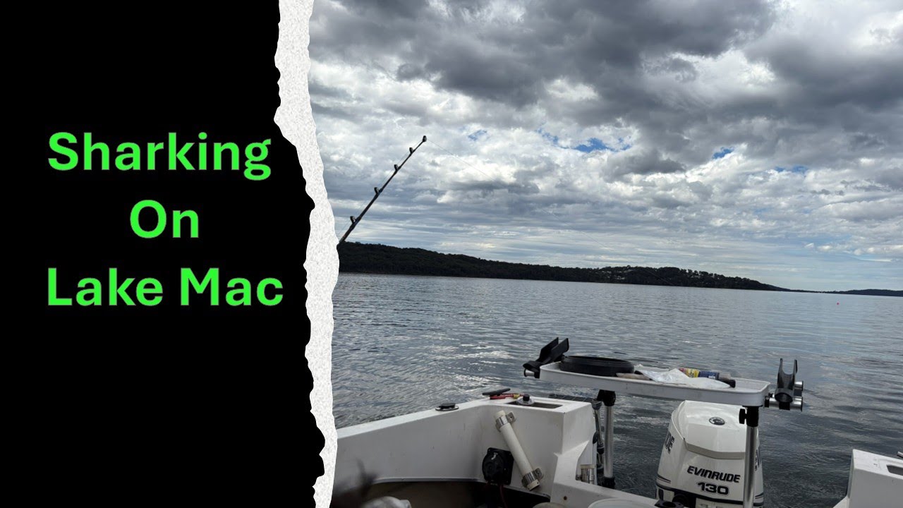 Sharking in Lake Mac