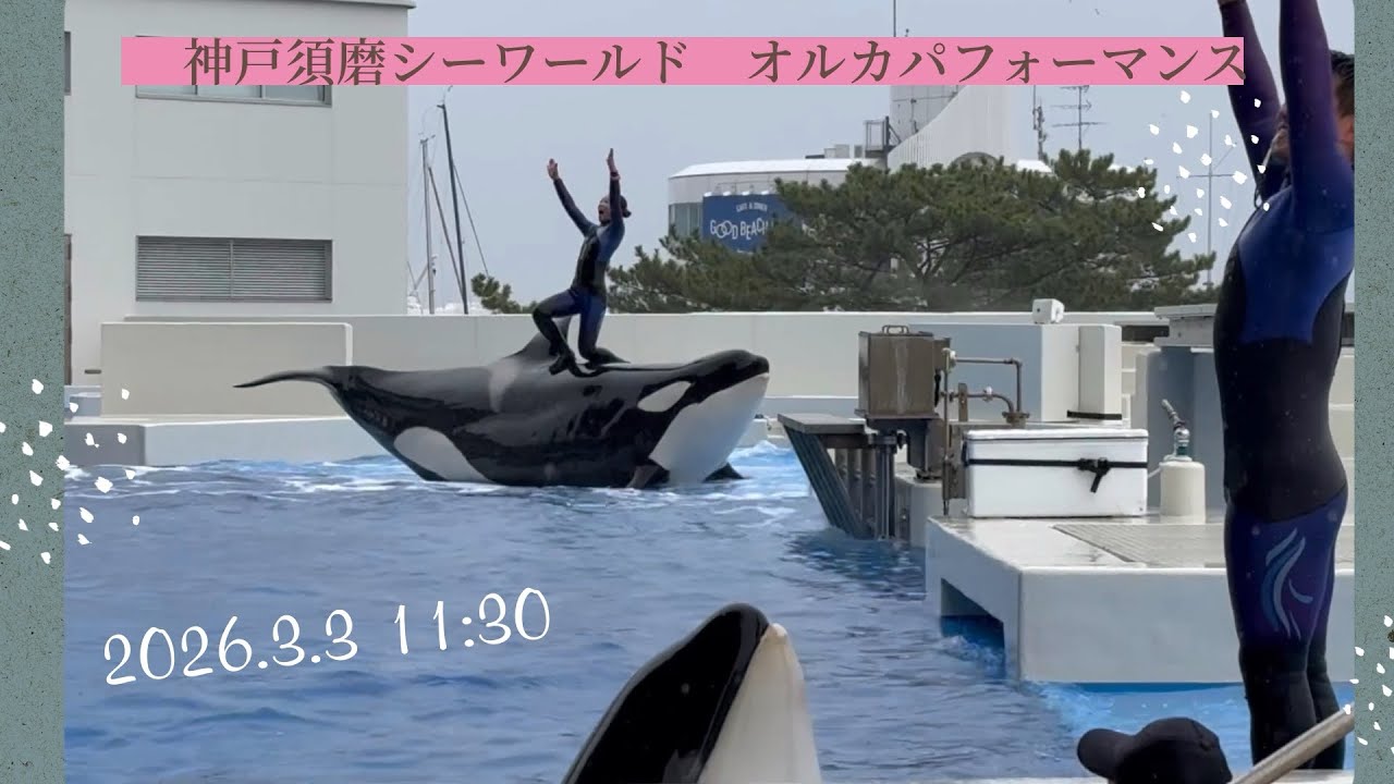 神戸須磨シーワールド　オルカパフォーマンス　2026.3.3 11:30