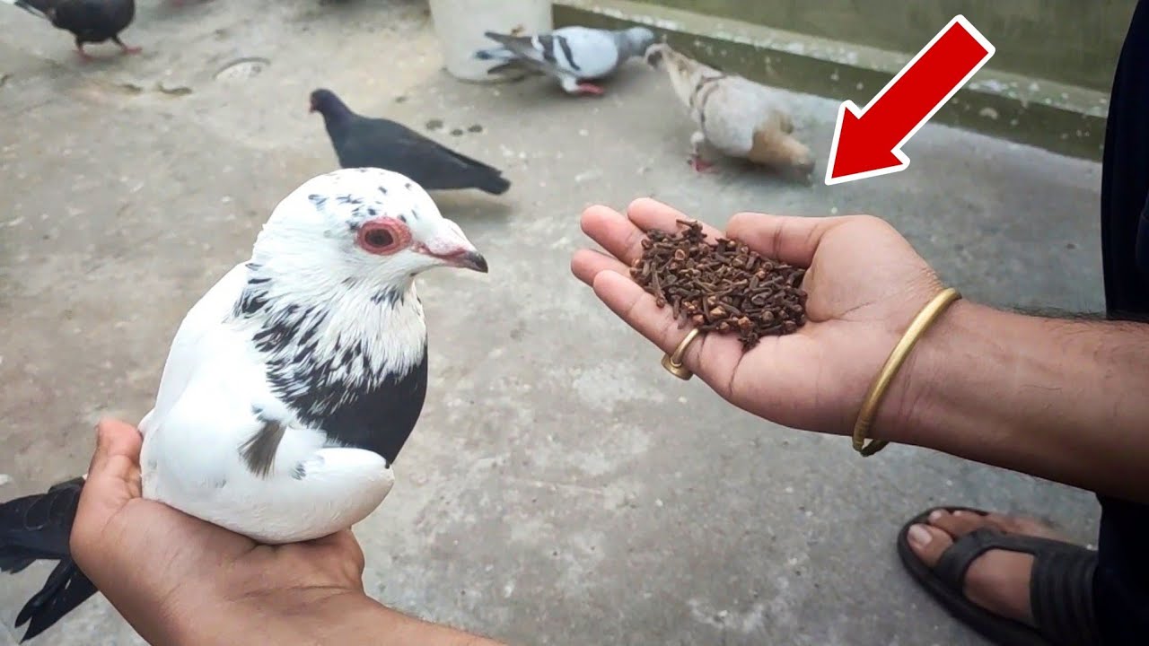 Kabootar ko thand se kaise bachaye | कबूतर को ठंड से कैसे बचायें
