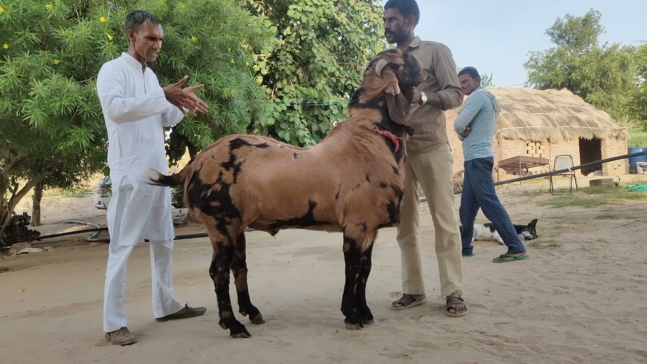 घोड़े जैसा ब्रीडर...