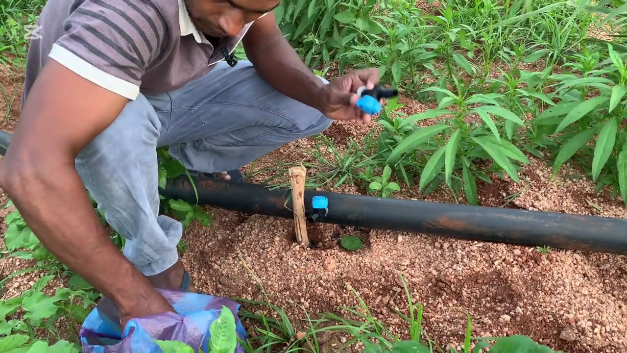 ගස්ලබු වගාවේ පස සකස් කිරිම / වතුර බට සකස් කිරිම