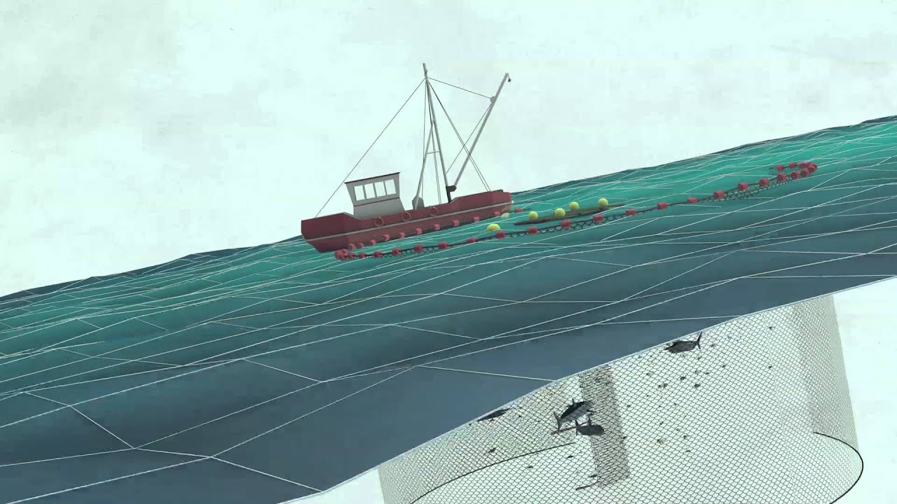 Fish Aggregating Devices (FADs) | Pew