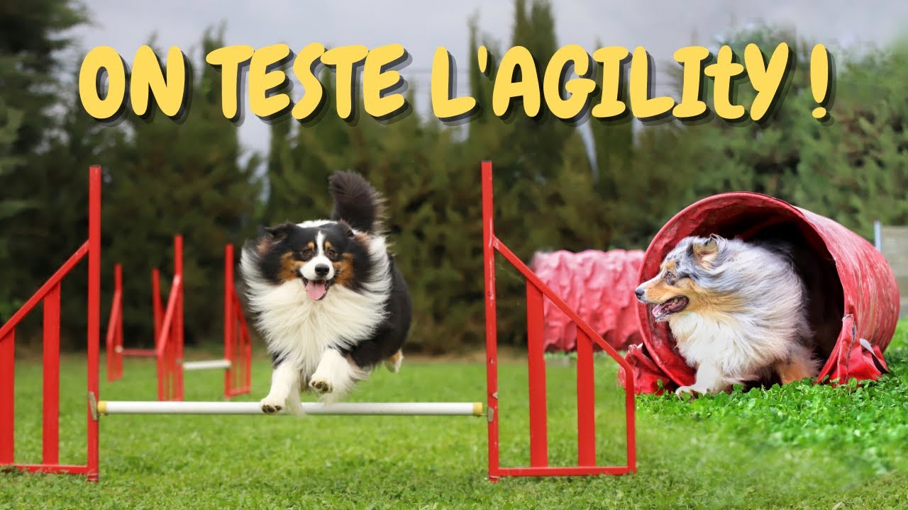 J'APPRENDS À OPUS À FAIRE DE L'AGILITY ! Va t-il y arriver ? 😅