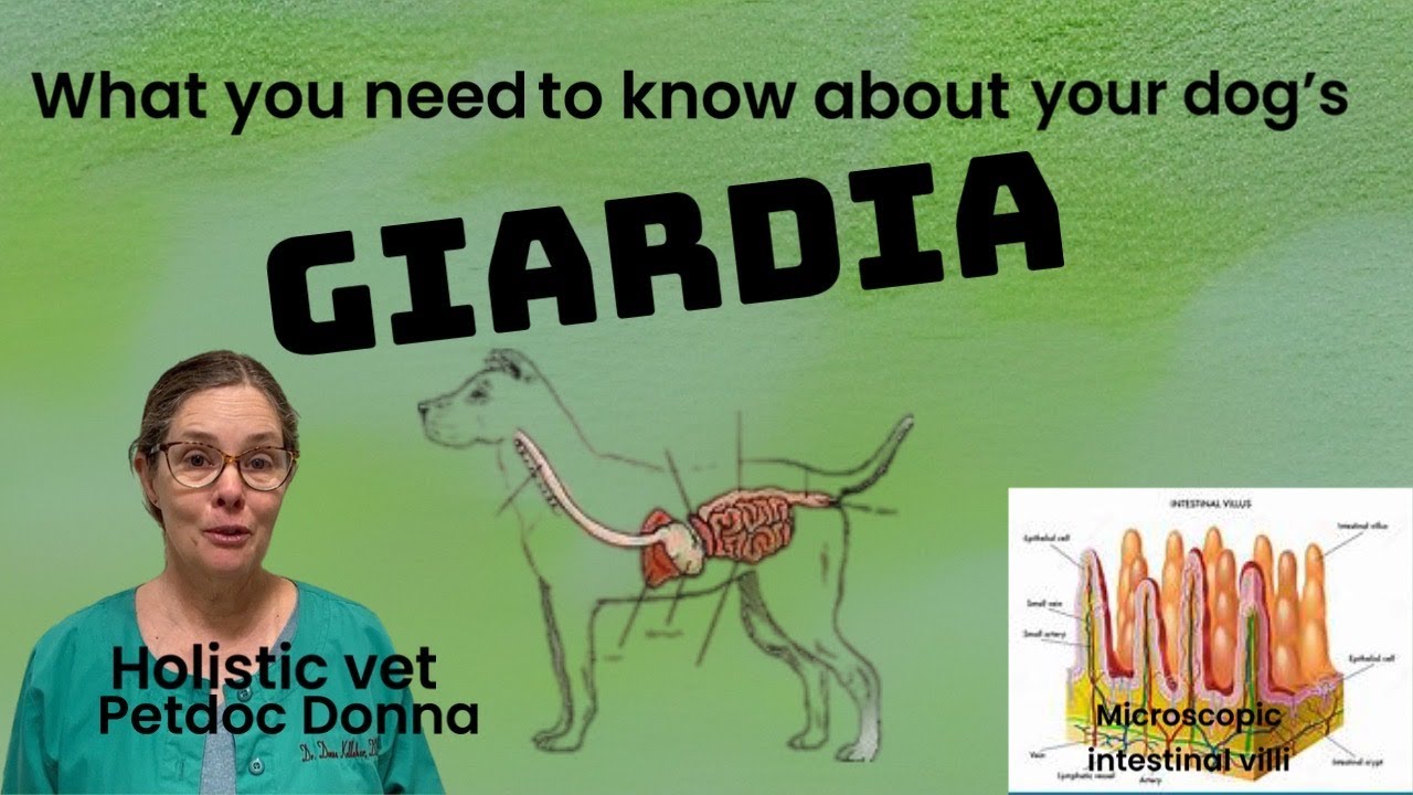 Holistic prevention and treatment for recurrent Giardia in dogs.