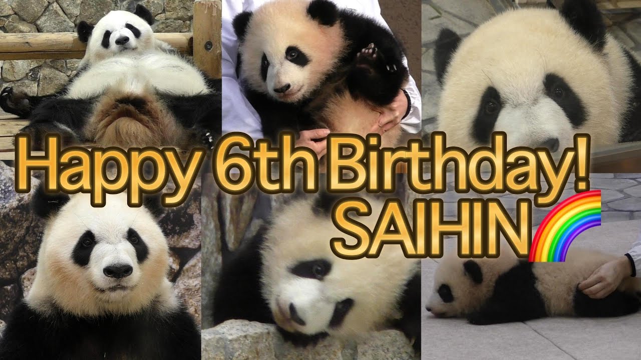 【🎊祝６歳✨】彩浜🌈お誕生日おめでとう🎂🎉バースデーメモリアル【お姉ちゃんパンダ】Happy 6th Birthday！Saihin💕