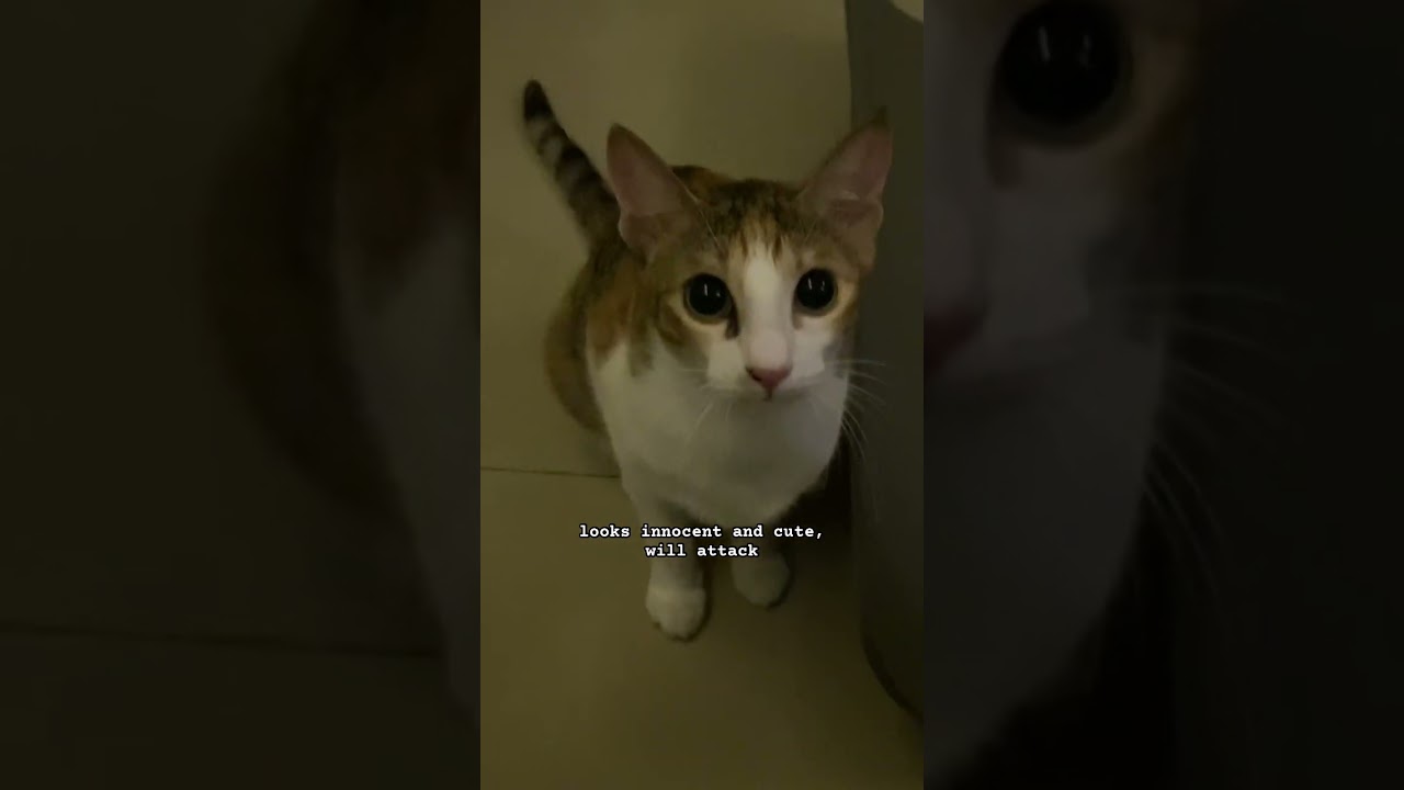 😾😾😾 #cat #catlover #kitten #funny #kittens #kittensofinstagram #kittycat #cute #meow
