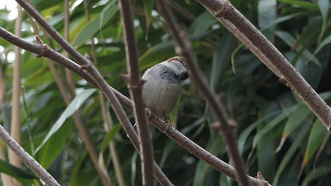 Tuinvogels roodborst, heggemus en huismus, Vogelen met Limosa 1