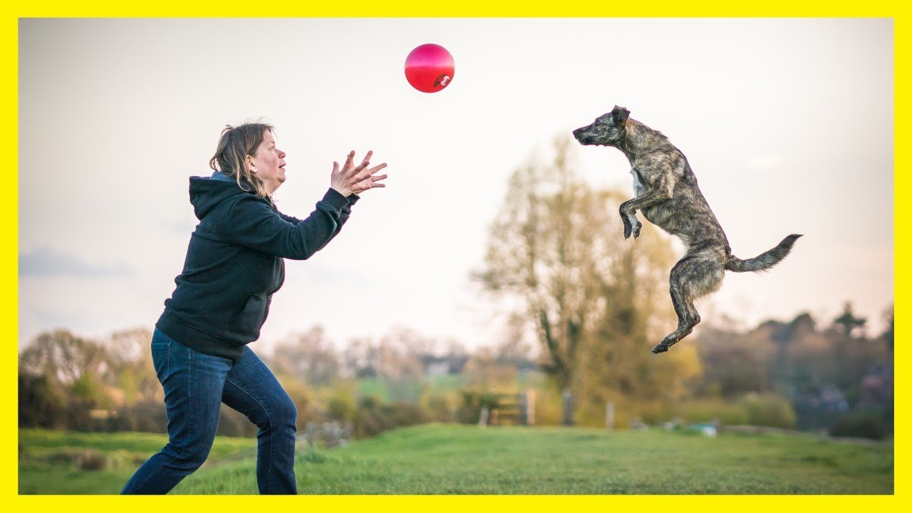 How To Play Volleyball With Your Dog!