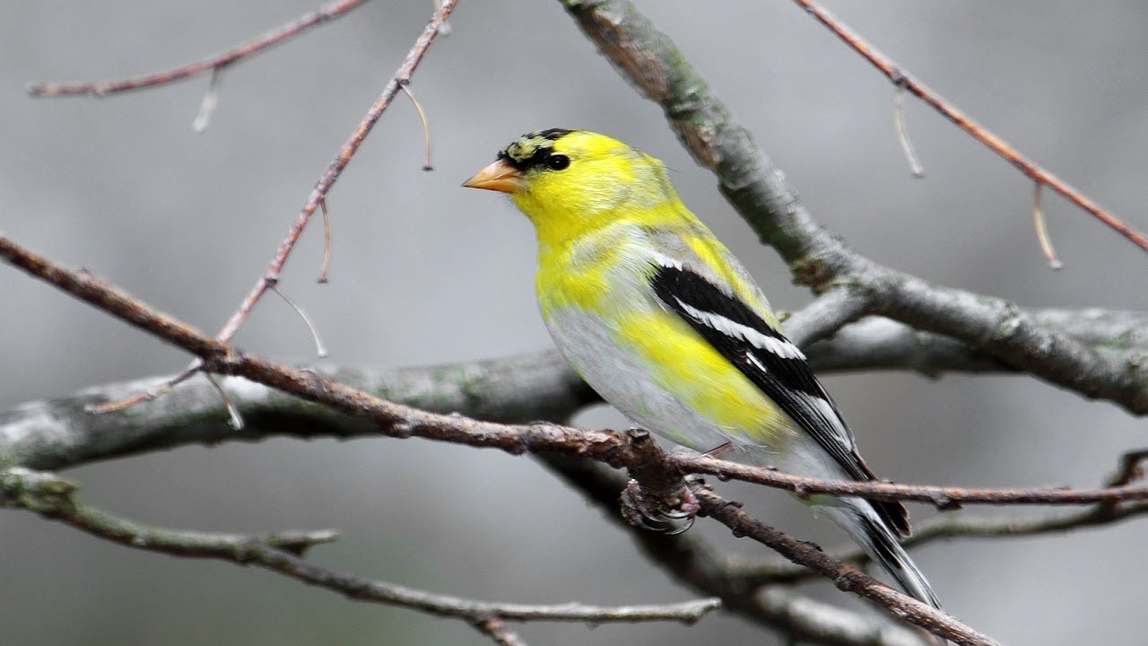 Watch These Beautiful American Goldfinches Feed at the Bird Feeder