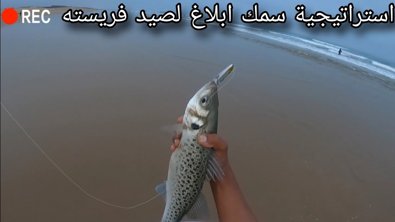 حلم كل صياد لحظات مع سمك أبلاغ المفترس وطريقته الذكية لصيد لانشوبة spinning Agadir