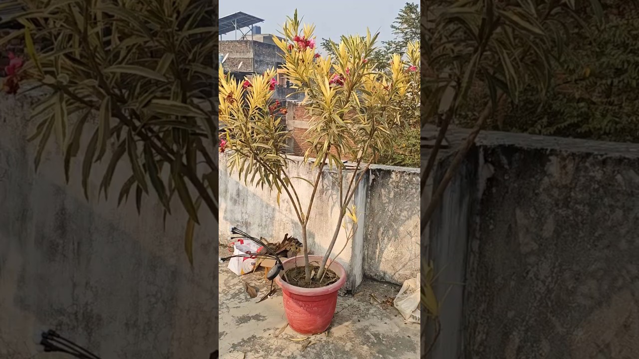 My Small Terrace Garden Tour 🌿 | Home Gardening Shorts 