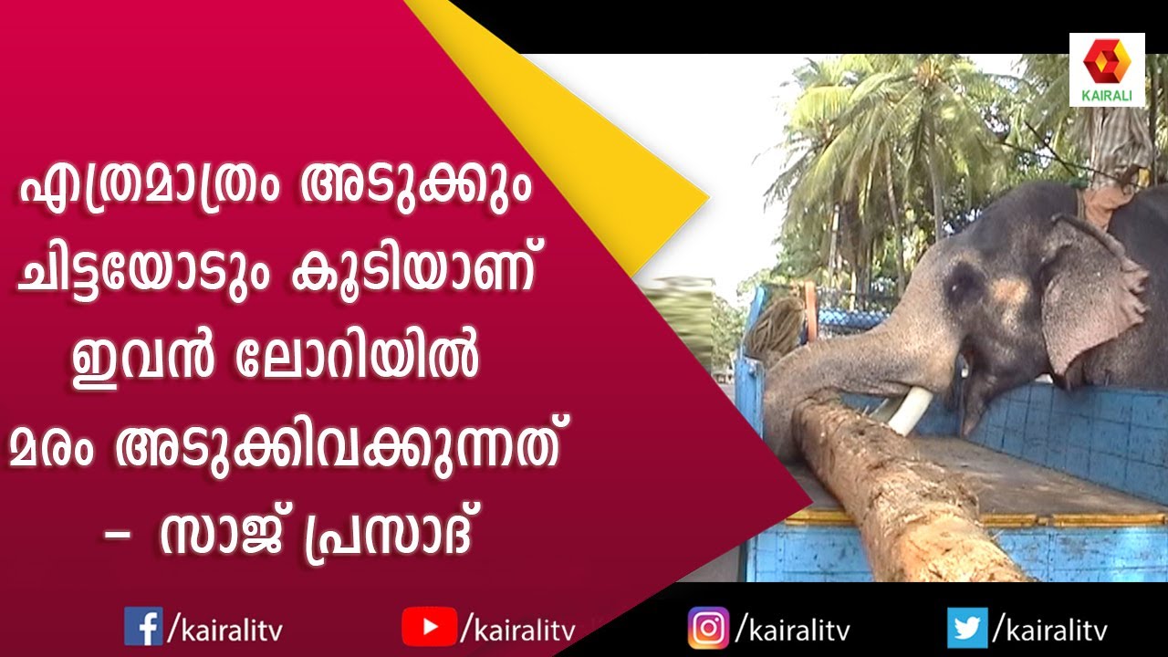 ഒരു ആനക്കാരൻറെ മകൻ മനസ് തുറന്നപ്പോൾ | Saj Prasad | E for Elephant | Kairali TV