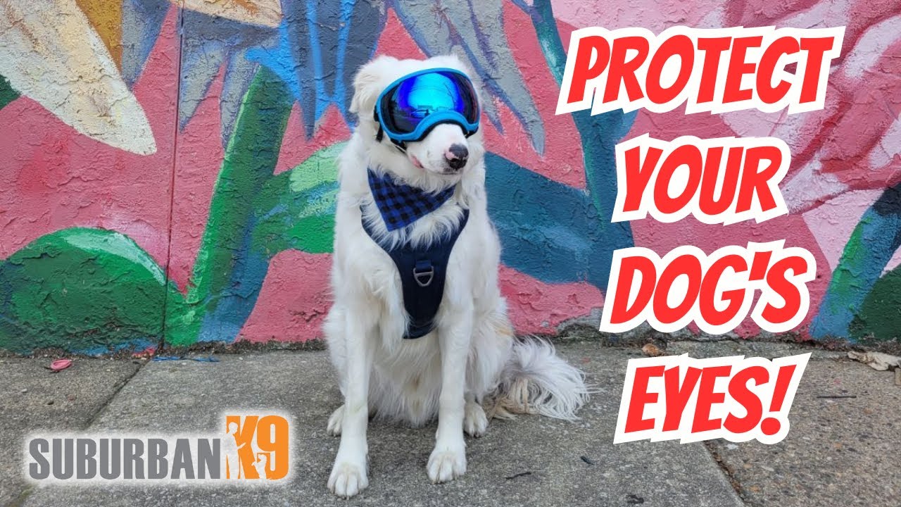 Rex Specs Dog Goggles Review