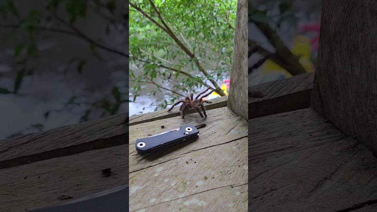 Lenta - Tatantula Face Off!