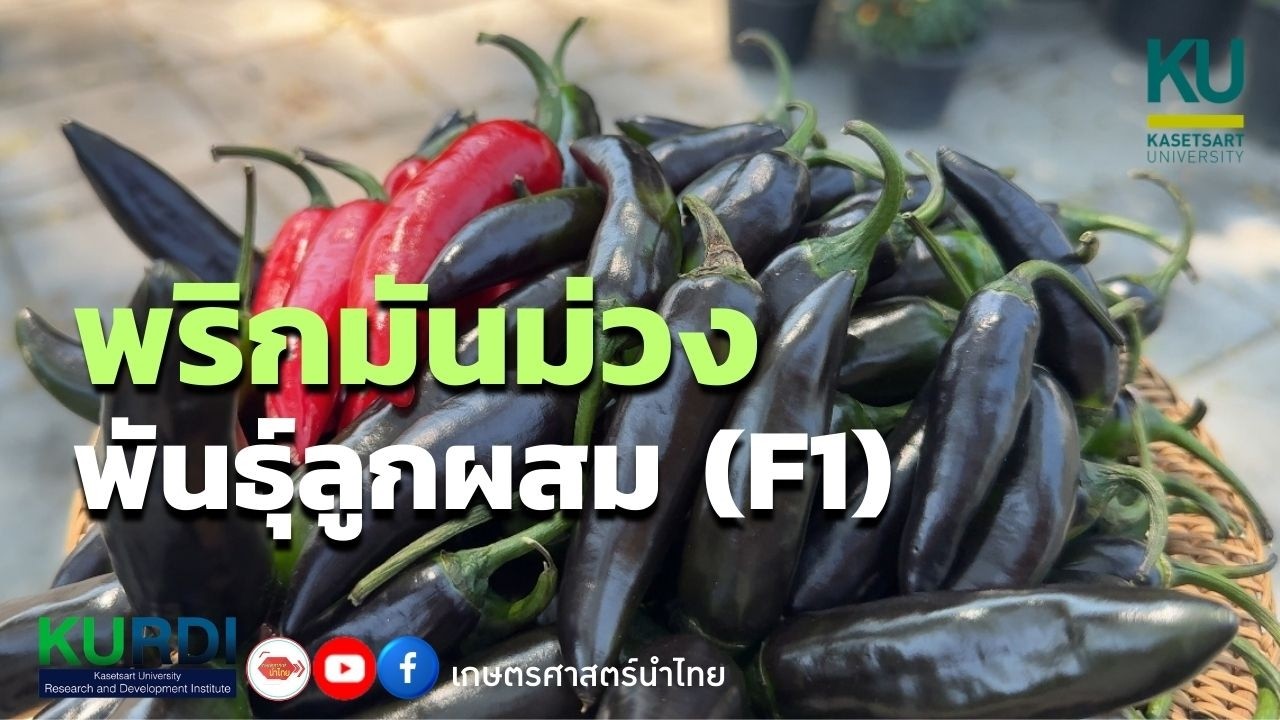 พริกมันม่วง พันธุ์ลูกผสม (F1)