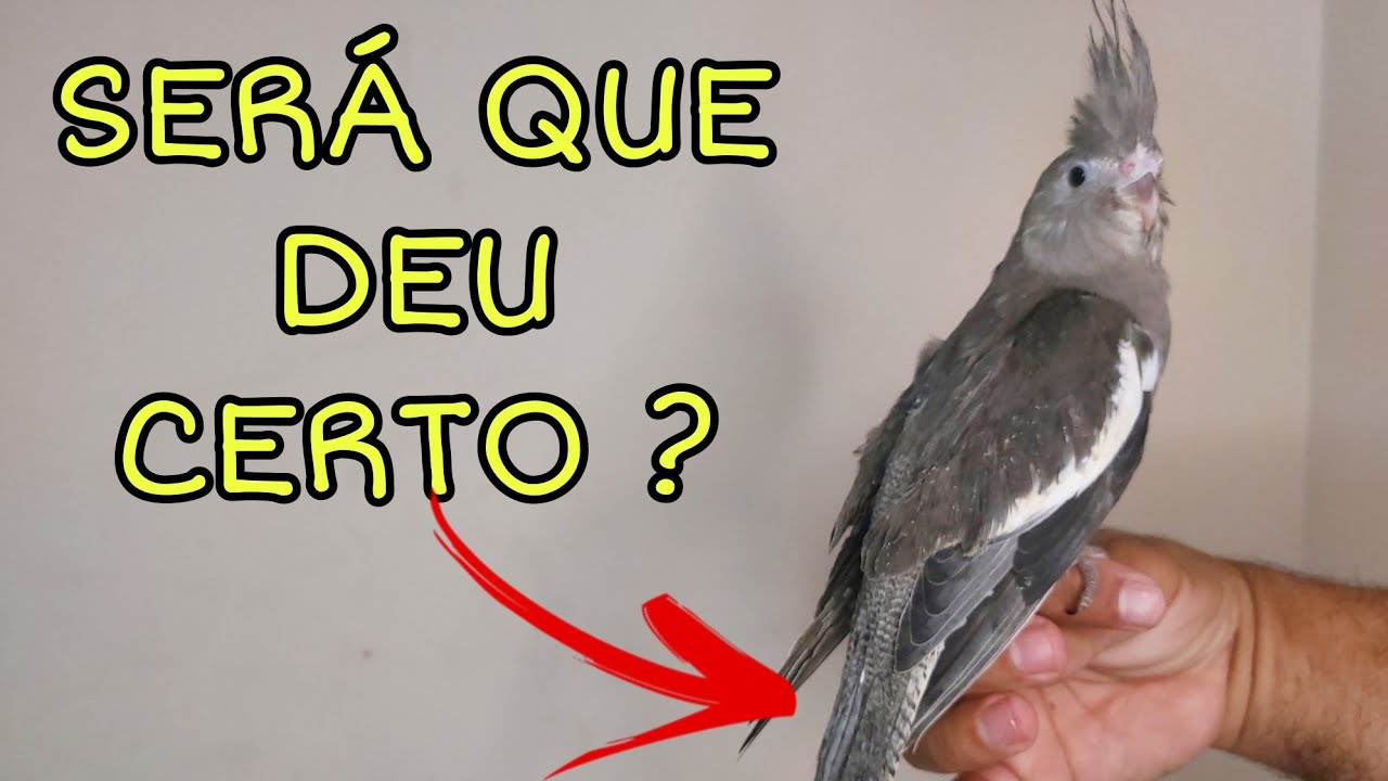 COMO DESCOBRIR SE MEU FILHOTE DE CALOPSITAS É MACHO OU FEMEA. ( segunda parte)