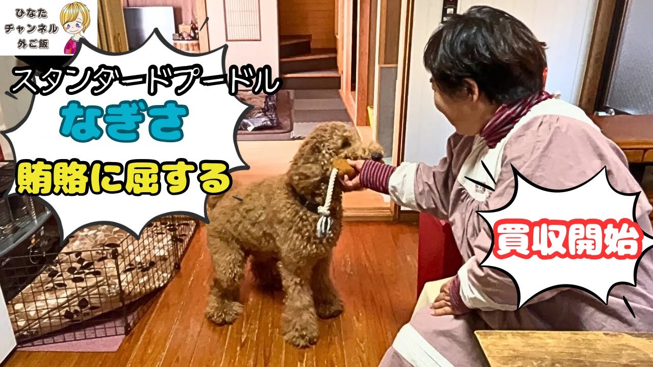 おそるべし我が母。なぎさの愛を独り占め！？　#doglife #犬のいる生活 #スタンダードプードル