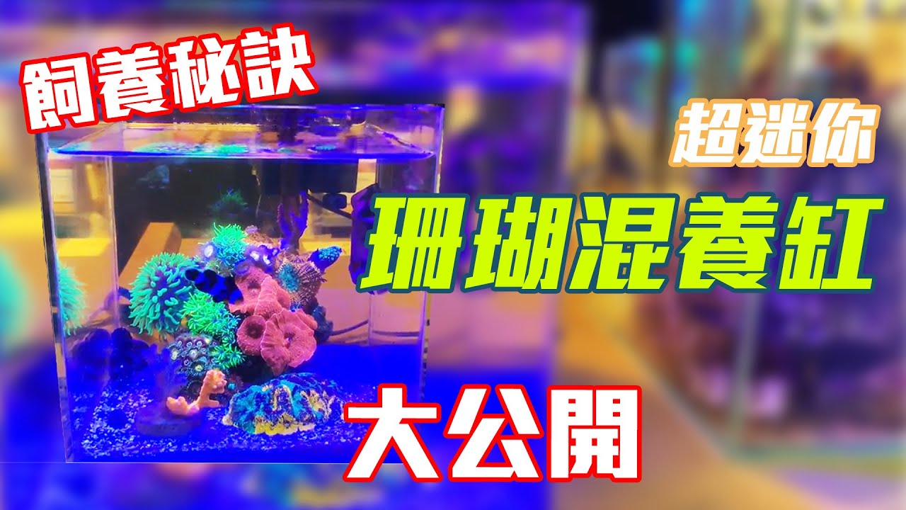 【藍箱水族】班班的三年6L珊瑚混養迷你缸秘訣分享！