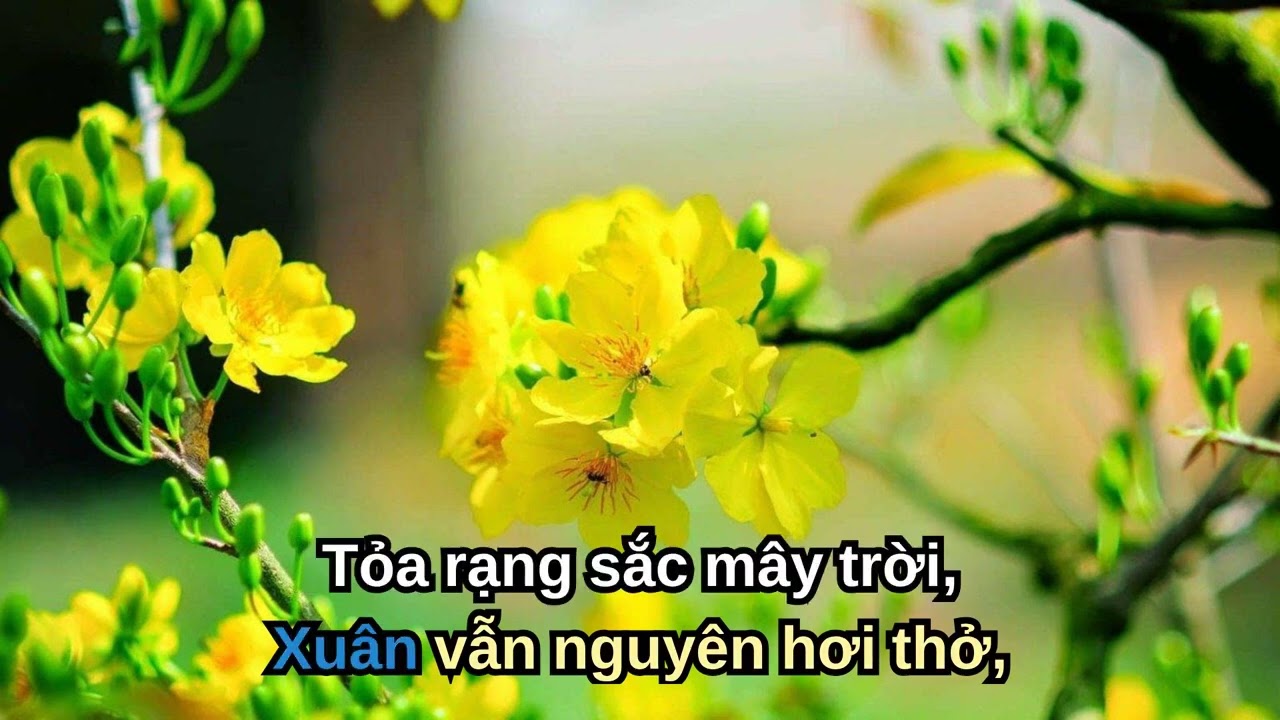 BÀI HÁT XUÂN SANG THAY ÁO MỚI - NHẠC PHẨM VỀ MÙA XUÂN #NAMCHITV ST NGUYỄN NHÂN