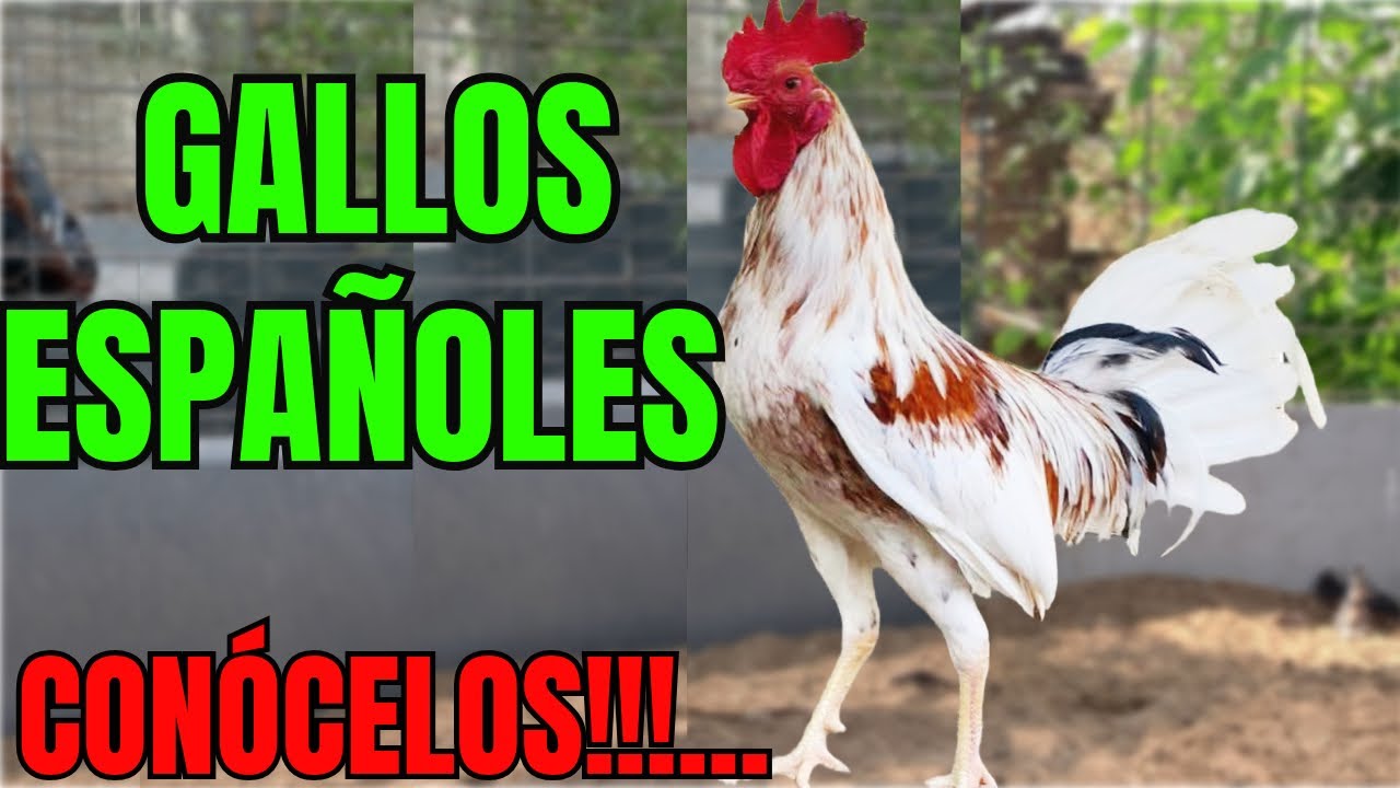 GALLOS ESPAÑOLES.... CONOCELOS!!!