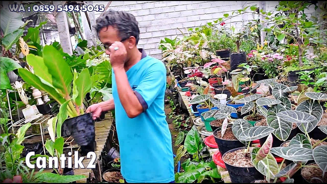 Review Tanhis Cantik2 Seger Josh di kebun