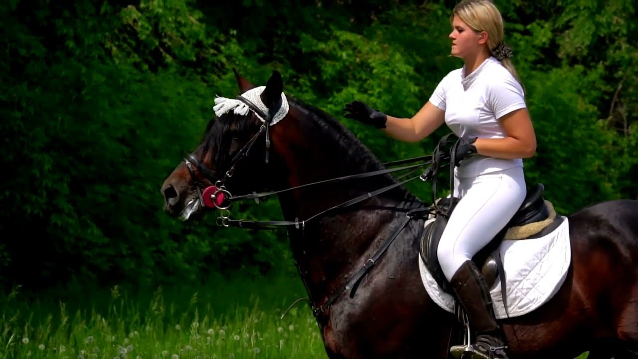 Polo Unveiled: A Journey Through the Sport of Kings
