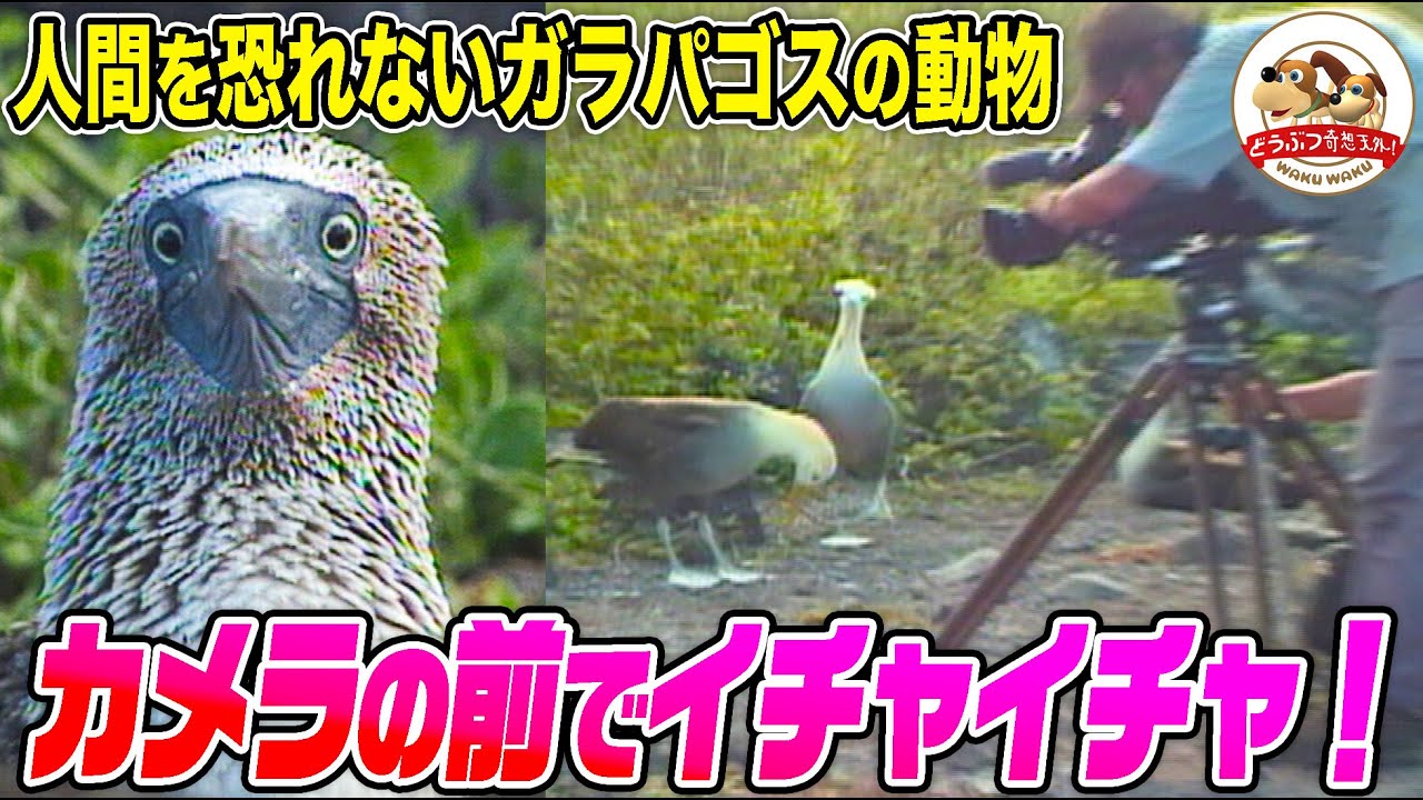 千石先生も驚いた！人間を恐れないガラパゴスの動物たち！カメラの前で求愛行動するアホウドリのカップルも【どうぶつ奇想天外／WAKUWAKU】
