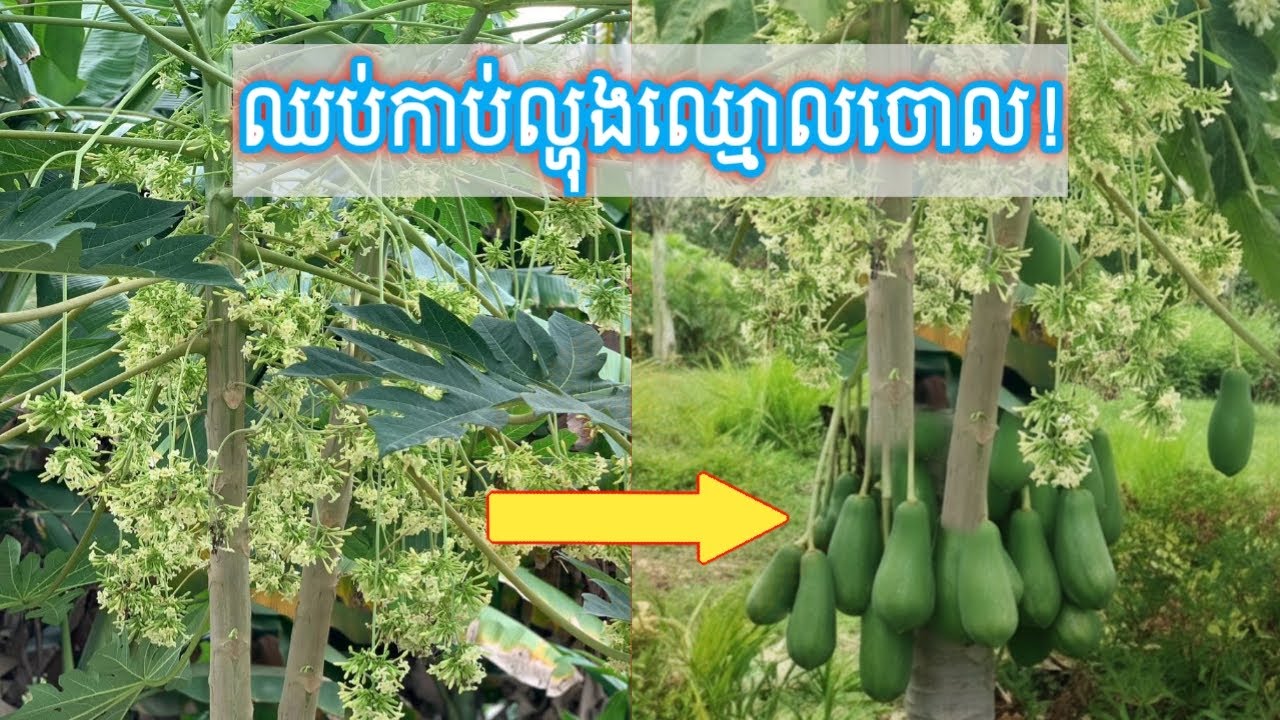 វិធីធ្វើឱ្យល្អុងឈ្មោលមានផ្លែ l How to get male papaya tree bear fruits