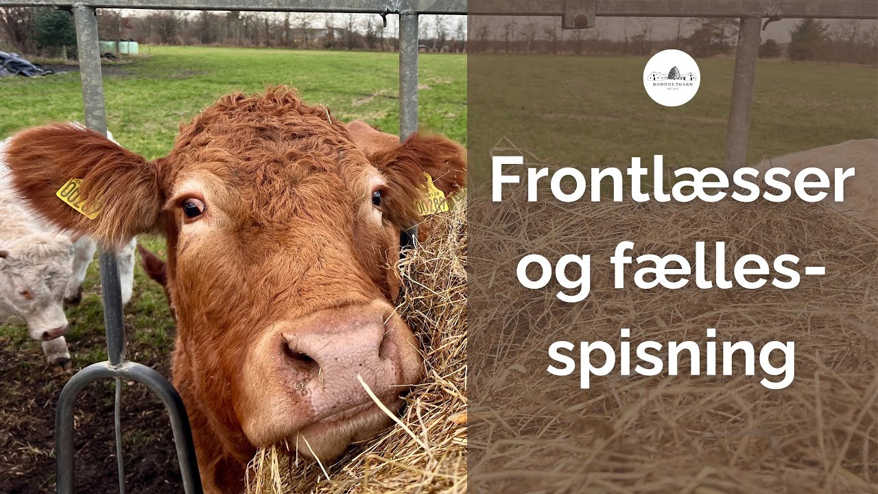 Frontlæsseren i brug - første ensilagepakke åbnes til køerne