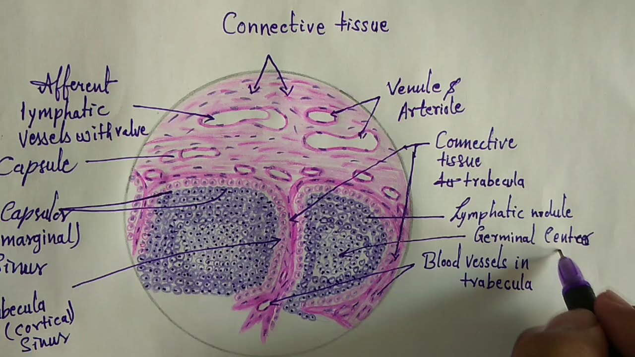 Histology of lymph node