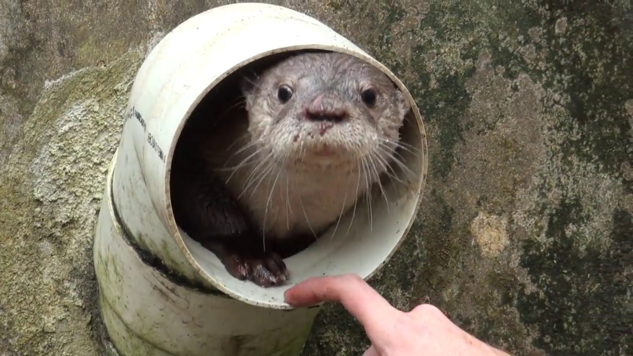Introducing Addie the Sea Otter