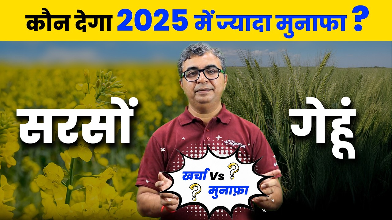 🌾 Mustard Farming vs Wheat Farming | गेहूं या सरसों किसमें खर्च कम, लाभ ज्यादा? 💰 AgroStar