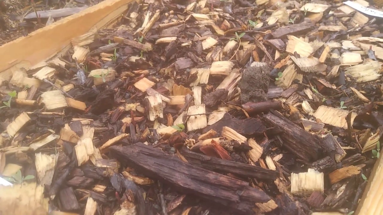 Обильное размножение