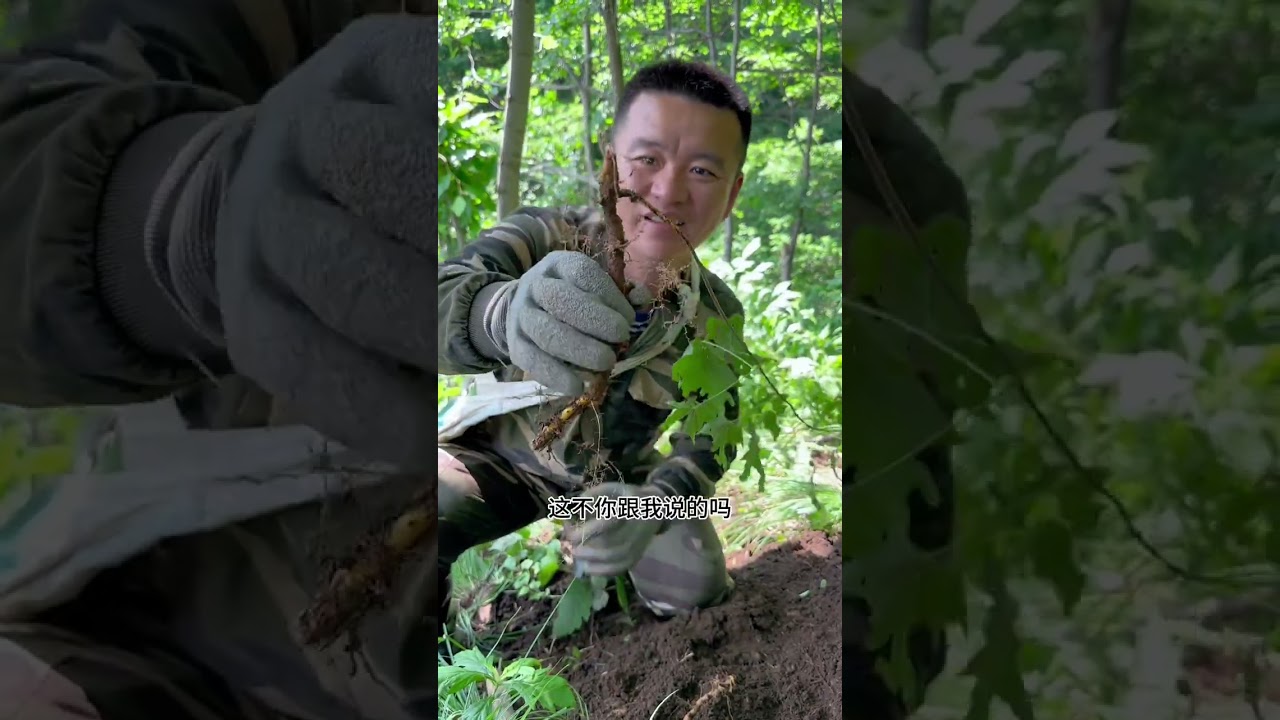 今天进山意外发现一颗#野山参 你们有没有懂的 评论区告诉我谢谢#记录东北农村生活 #新农人计划2023 #感谢大自然的馈赠