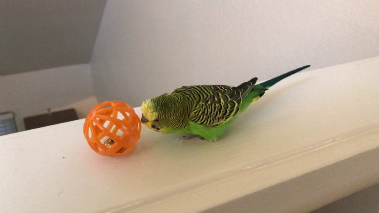 Kiwi the Budgie talks to a cat toy!