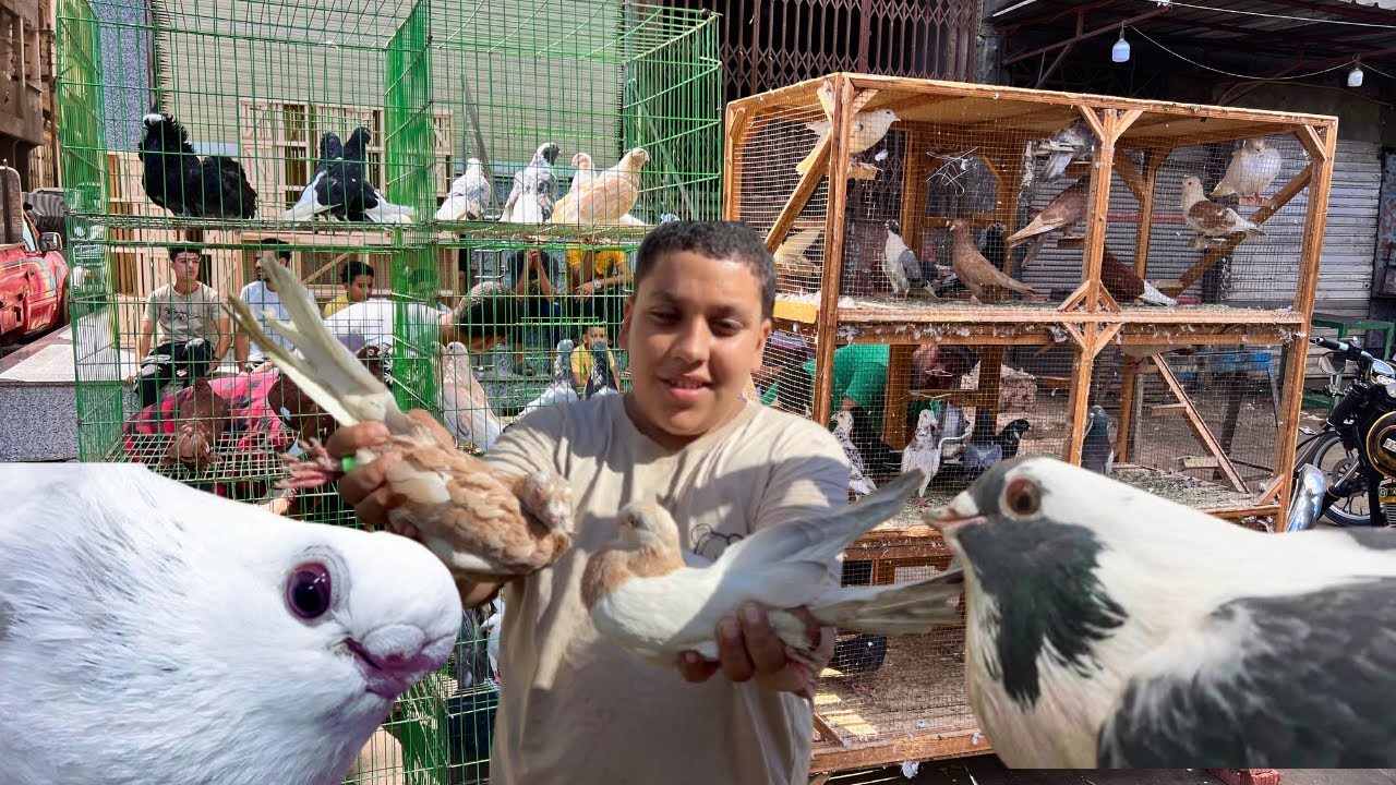 أسعار الحمام في سوق دمياط حمام ببلاش 🙈
