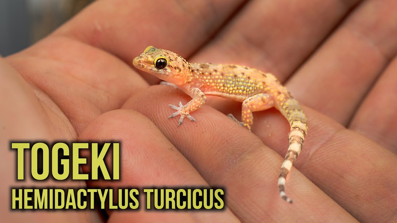 Hemidactylus turcicus-  czyli IDEALNY gekon na początek 🥹
